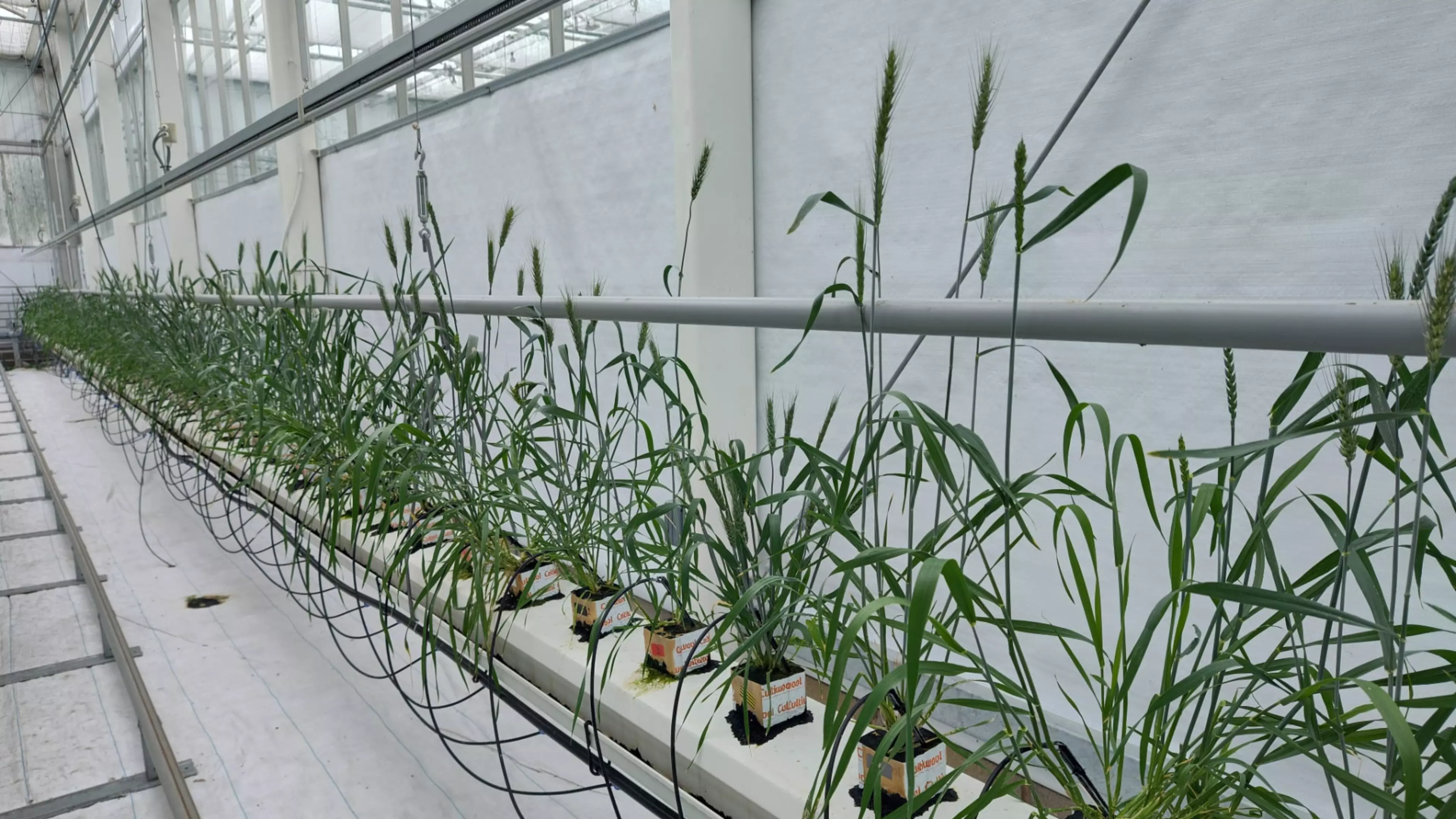 Evaluating Hydroponic and Vertical Farming Systems for Wheat Cultivation