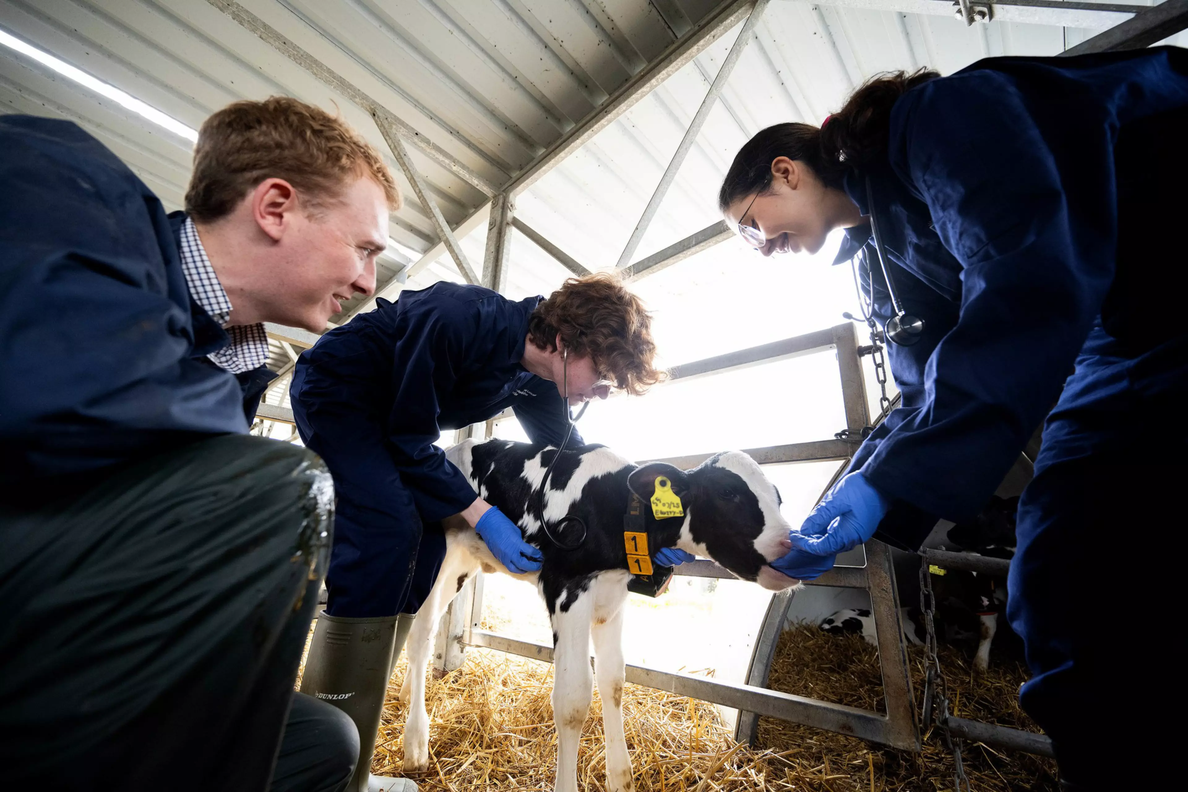 Bioveterinary Science Degree in the UK