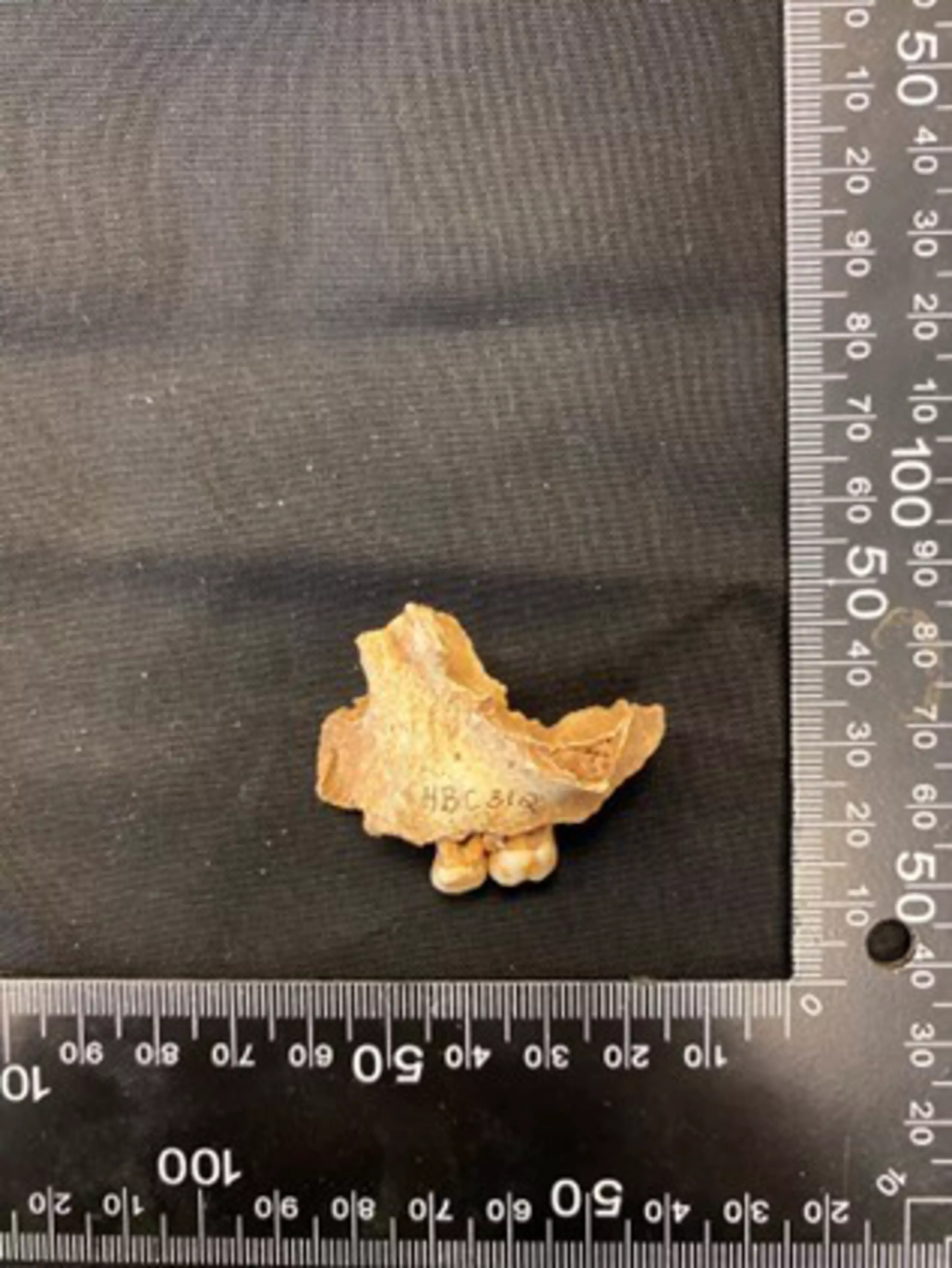 DNA analysis reveals Northern Britain’s oldest human remains are of a ...