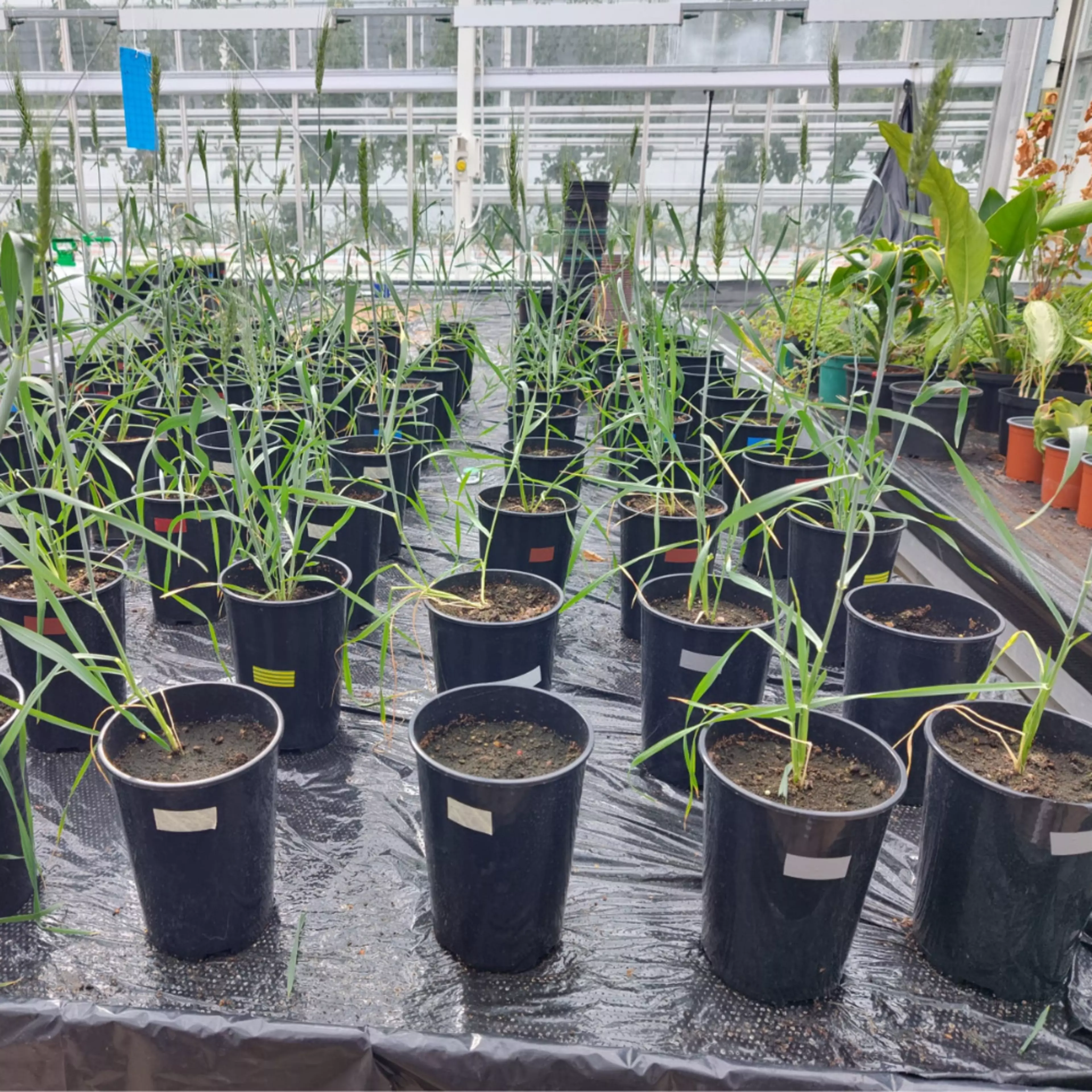 Evaluating Hydroponic and Vertical Farming Systems for Wheat Cultivation